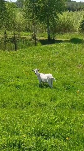 The video shows a small white goat standing in a field of tall, green grass. The goat has small horns and a short tail. Behind the goat, there is a line of trees and a small body of water. In the distance, two wind turbines can be seen. The sky is blue and the sun is shining. The video appears to have been taken on a sunny day.