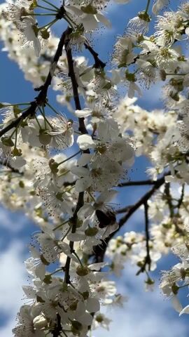 The video shows a close-up of a tree branch covered in white blossoms against a blue sky with some clouds. A bumblebee is visible, moving among the flowers, presumably collecting nectar. The branch is dark and contrasts with the bright white petals.