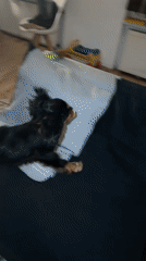 Cavalier King Charles Spaniel at home in Wuppertal with a toddler