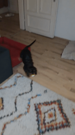 Cavalier King Charles Spaniel at home in Wuppertal with a toddler