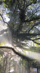 Ancient banyan trees in rural Indonesia, morning light