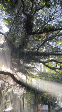 Ancient banyan trees in rural Indonesia, morning light