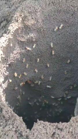 The video presents a close-up view inside a cavity within a grayish, earthen structure, likely a mound. A multitude of tiny, pale-colored insects, possibly termites, are visible crawling and milling around within the cavity. The insects exhibit light-colored bodies and some have wings. The environment appears natural, with the rough texture of soil visible within the cavity. There is no observable movement or interaction with external elements aside from the insects themselves.