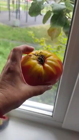 A close-up shot focuses on a hand holding a tomato near a window. The hand, with painted nails, gently rotates the tomato, showcasing its red and yellow coloring. In the background, a blurred green outdoor scene with trees is visible through the window. The overall impression is one of a person examining a fresh tomato before an outdoor backdrop.