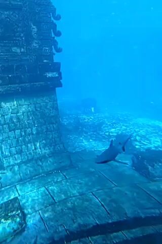 A shark swims in front of an underwater stone structure. The structure resembles ancient ruins, with large, rectangular blocks and decorative elements visible. The shark is a medium-sized, dark gray fish with a streamlined body. It is swimming from left to right in the frame, passing by an opening in the stone structure. The water is clear and blue, with some light filtering down from the surface. In the background, the seafloor is visible, covered in sand and some scattered rocks. There is also a hint of another diver or person in the distance, further back in the underwater scene.