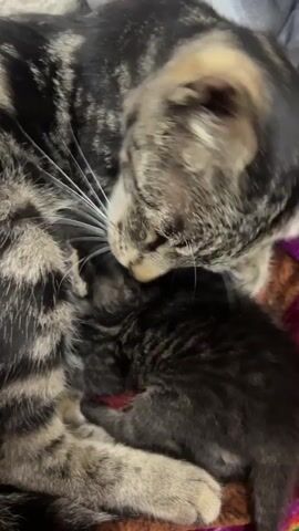 A close-up shot shows a mother cat grooming a tiny kitten. The mother cat, a tabby with stripes of black, brown, and tan, is curled around the kitten. Her head is down, and her pink tongue is visible as she licks the kitten's fur. The kitten, much smaller and darker in color, appears to be nestled into the mother's body. They are lying on a soft surface, possibly a blanket, with a blurred background. The lighting is dim, highlighting the intimate grooming moment between the two cats.