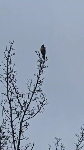 A bird perches atop a bare tree under a cloudy, overcast sky. The bird is brown and facing away from the camera. Other similar trees are visible in the frame, also bare. The sky is a uniform gray.