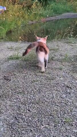 A person in a black short-sleeved top and white sneakers on their left foot holds a clear water bottle with a pink label in their left hand, using their right hand to aim the water toward a calico cat. The cat, walking away from the person, pauses and turns its head toward the person before running off. The cat then stops by a puddle and turns to look at the person. The ground is covered in small stones, and there is green grass and trees in the background.