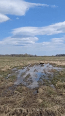 Dog traverses muddy fields during morning walk