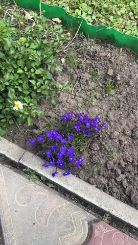 The video shows a close-up view of a patch of small purple flowers in a garden bed. The flowers are clustered together and have delicate petals. They are surrounded by green leaves and dark soil. To the left of the flowers, there is a white flower with yellow in the center and some green foliage. In the foreground, there is a concrete border with a textured pattern on it, suggesting a pathway or patio adjacent to the garden. The background shows more green foliage and a green plastic border. The lighting appears to be natural daylight, casting soft shadows. The camera moves slightly, offering a slightly different perspective of the flowers.