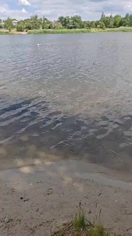 A body of water, likely a lake or river, is shown from a sandy shore. The water is rippled and reflects the blue sky with some clouds. Trees and a small settlement are visible in the distance on the far bank. Several ducks are swimming in the water. One duck is closer to the shore on the left side of the frame, and a group of five ducks is swimming in the mid-ground. Another duck is further out in the water on the right. Some orange buoys are visible in the distance on the far right, possibly marking a swimming area. A branch with green leaves hangs into the frame from the top left corner. The lighting suggests it is daytime, likely sunny.
