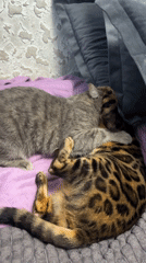 Two cats play and groom together during domestic afternoon