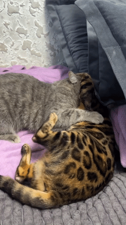 Two cats play and groom together during domestic afternoon