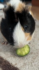 Guinea pig enjoys cucumber snack during afternoon feeding