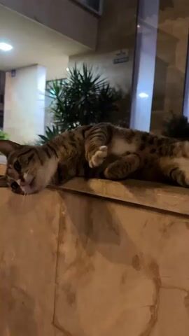 A tabby cat is lying on its back on a ledge outside a building at night. Its belly is exposed, and its paws are curled up. A person's hand reaches out to pet the cat, which begins to lick the hand. The cat then rolls over and rubs its head against the person's hand. The background shows a building with lights on and some plants.