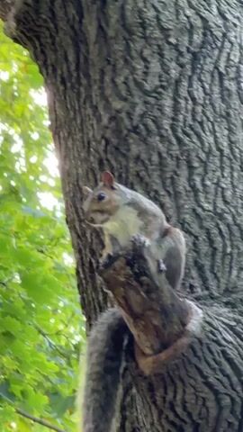 The video shows a close-up of a squirrel perched on a tree branch. The squirrel is facing to the left of the frame, with its body angled slightly towards the viewer. Its tail is long and bushy, and it hangs down behind the squirrel. The squirrel's fur is gray and white, and its eyes are dark. The background is blurry, but it appears to be a forest with green leaves. The lighting suggests it is daytime. The video is short and appears to be a still shot with very minimal movement from the squirrel.