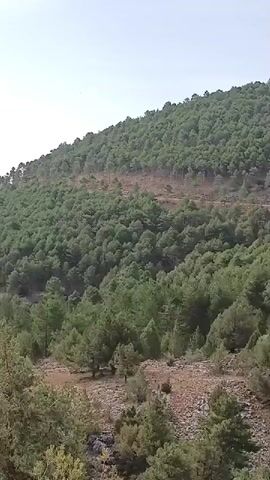 The video shows a wooded hillside with a clear sky. The hillside is covered in various types of trees, including pine trees. The terrain appears to be rugged and uneven, with some areas of exposed earth and rocks. The trees are dense in some areas and sparser in others, creating a varied landscape. The lighting suggests it is daytime.