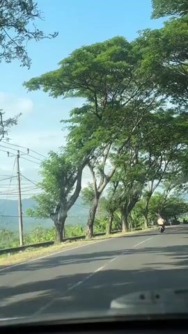 The video shows a view from a moving vehicle, likely a car, looking out at a roadside lined with large, leafy trees. The trees are tall and have spreading canopies, with branches reaching over the road, creating a shaded tunnel effect. The road itself is paved and appears to be a two-lane road. There are some power lines visible running alongside the road. In the distance, there are hills or mountains. There are a few people and motorcycles on the side of the road. The sky is blue with some scattered clouds. The overall impression is of a scenic drive through a tree-lined area.