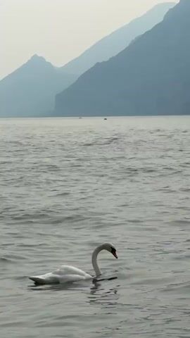 A white swan glides peacefully on a calm body of water, its neck gracefully curved. The water is a muted gray, reflecting the overcast sky and the distant, hazy blue mountains that form the backdrop. The mountains appear layered, with softer, less defined peaks fading into the distance.

Two small, dark shapes, possibly boats, are visible on the water in the far distance, adding a sense of scale to the vastness of the lake and mountains. The light suggests it is either early morning or late afternoon, with a diffused, soft illumination. The overall mood is serene and tranquil.

The scene evokes a sense of natural beauty and quiet contemplation. The focus is on the swan, its pristine white plumage a stark contrast to the muted tones of the surrounding environment. The gentle ripples on the water indicate a lack of strong wind, contributing to the overall peaceful atmosphere. The location context of Malcesine, Italy, implies this could be Lake Garda, known for its stunning mountain scenery and clear waters. There is no visible text in the media file.