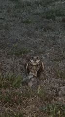 Cape Coral resident captures nighttime wildlife including burrowing owl