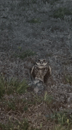 Cape Coral resident captures nighttime wildlife including burrowing owl