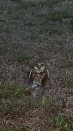 Cape Coral resident captures nighttime wildlife including burrowing owl