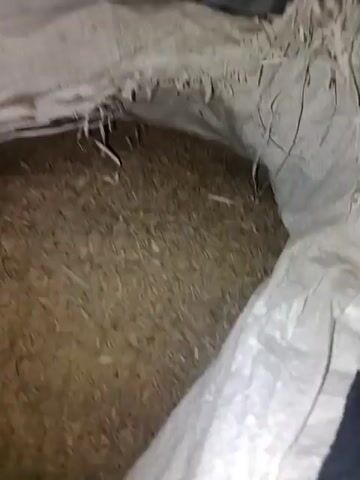 A hand reaches into a large sack filled with what appears to be grain or husks. The hand sifts through the material, lifting a small amount to examine it. The sack is made of a rough, woven material, and the contents are a light tan color. The background is dimly lit and appears to be an indoor space with a concrete or rough plaster wall.