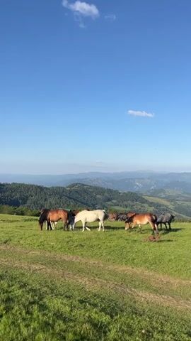 A herd of seven horses grazes on a grassy hillside under a clear blue sky with a few scattered white clouds. The horses are of various colors including brown, white, and black. In the background, rolling green hills covered in trees extend into the distance. The sun appears to be shining brightly, casting light on the landscape.