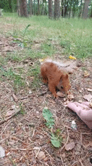 Hand-feeding squirrels and pigeons in a Brest forest park