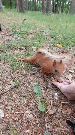 Hand-feeding squirrels and pigeons in a Brest forest park