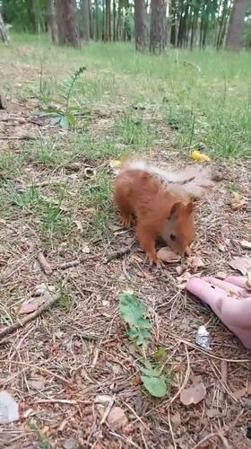 Hand-feeding squirrels and pigeons in a Brest forest park