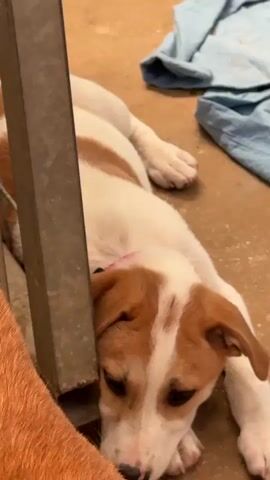 A small tan and white puppy lies on a concrete floor, its head resting near a metal pole. Another dog, mostly out of focus and appearing as an orange mass in the foreground, is positioned closer to the camera. The puppy looks towards the unseen dog with a sad expression. In the background, a piece of blue fabric is visible. The video is shot from a low angle, focusing on the interaction between the two dogs.