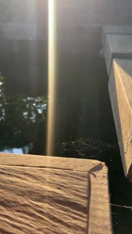 The video shows a wooden deck with sunlight shining on it. A spiderweb is visible below the deck, above dark water. The overall scene is somewhat shadowy due to the contrast between the bright sunlight and the darker areas beneath the deck.
