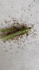 Ants swarm motionless grasshopper in Kuta Selatan, Indonesia
