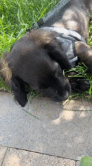 Black puppy out for a rainy morning walk in suburban Russia