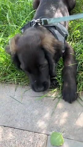 A black puppy wearing a grey harness is lying on its side in the grass next to a paved area. The puppy is looking at the camera with its head tilted. Sunlight is dappling through leaves onto the puppy. The puppy rolls onto its back and chews on the grass.