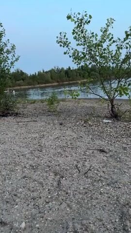 This video captures a serene natural scene at the edge of a body of water, likely a lake or river, in Speyer, Germany. The foreground is dominated by a rocky, gravelly shoreline with sparse vegetation, including a young tree with green leaves in the center-right of the frame. In the background, a dense line of trees forms a natural border along the opposite bank of the water. The water itself appears calm, reflecting the soft light of the sky.

The sky is a pale blue, suggesting either early morning or late evening, and the overall lighting is subdued, indicating a twilight period. There are a few people visible in the water, swimming or enjoying leisure activities, their presence adding a touch of human life to the tranquil landscape. The atmosphere seems peaceful and relaxed, with no indication of any particular event other than casual recreation. The setting is distinctly natural, evoking a sense of calm and a connection with the outdoors. No text is visible in the video.