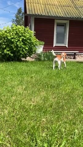 A small, white and brown dog is shown in a grassy yard in front of a red wooden house with a yellow corrugated roof. The dog is facing away from the camera, sniffing the ground. There is a large green bush to the left of the house, and a bench in front of the house. The scene appears to be set in a rural area, possibly during the daytime with bright sunlight, suggesting warm weather. The sky is partly cloudy with a few strings of lights visible. The house has at least two windows, one of which is large and centrally located. The overall atmosphere is peaceful and domestic. There is no visible text in the media.