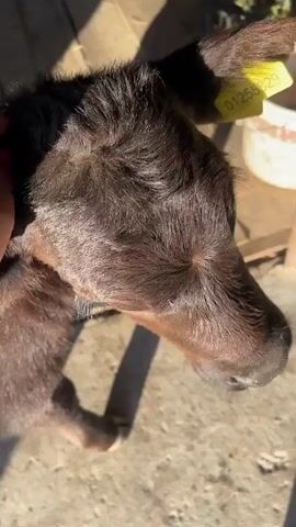 A hand gently strokes the face and neck of a young, dark-brown calf. The calf has a black nose and dark eyes, with a yellow tag visible in its right ear. The calf stands on a concrete surface in a shaded area, with sunlight casting shadows.