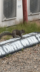 Squirrel on a curb near AC units in Provincetown