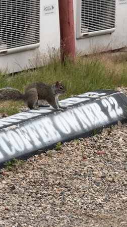 Squirrel on a curb near AC units in Provincetown
