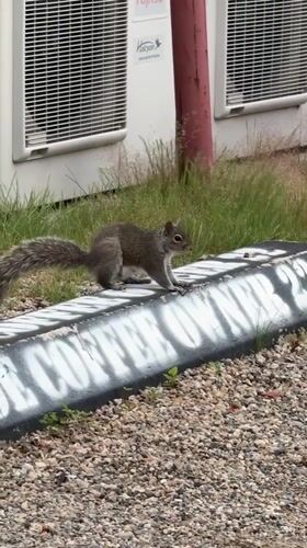 Squirrel on a curb near AC units in Provincetown