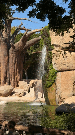 Morning wildlife viewing session documented at Valencia Bioparc