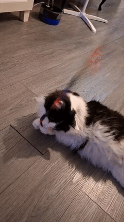 Two cats play and relax at home during a London sunset