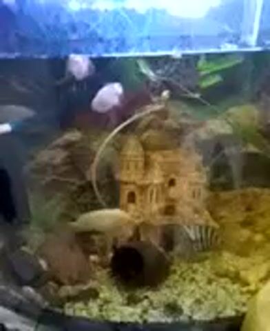 A close-up, blurry video shows a light-colored insect, possibly a cockroach, moving on a decorated background that appears to be an aquarium or terrarium. The background consists of rocks, artificial plants, and what looks like a miniature structure with openings, possibly a cave or a small house. The lighting is uneven, with some areas appearing bright blue and others yellow and green, suggesting artificial lighting. There are also some indistinct pink or white objects visible in the foreground on the left. The insect is the primary focus of the action as it moves within the enclosure.