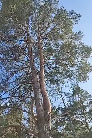 A low-angle shot looks up at two tall, thick pine trees growing very close together. The trees are intertwined, with one appearing to lean into the other. The sky behind the trees is clear and blue. The scene is lit by sunlight, casting shadows on the bark of the trees. The trees are surrounded by other pine trees.