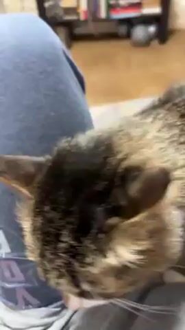 A medium shot shows a tabby cat sitting in someone's lap. The person is wearing light-colored jeans. The cat looks up, and a small part of its tongue can be seen. The background is blurry but shows some furniture and wood flooring. The audio contains someone speaking Russian.