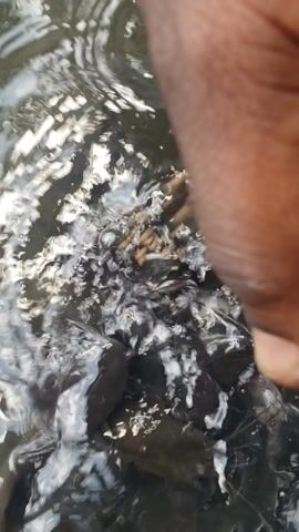 A close-up shot shows a hand reaching into murky water filled with small fish. The fish are actively feeding on small particles, creating ripples and bubbles on the water's surface. The scene is a close-up of a feeding frenzy.