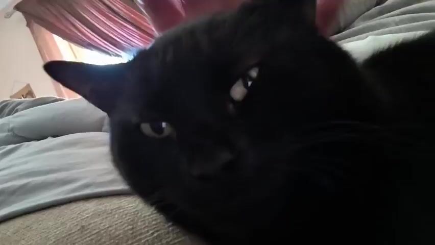 A close-up shot shows a person's hand petting a black cat on the head. The cat is lying down, with its eyes partially closed. The background is blurred, but appears to be a bedroom with a bed and curtains. The lighting is soft and natural.