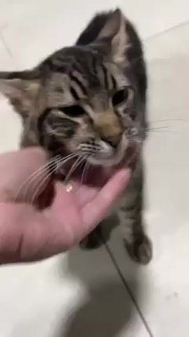 A person is shown petting a brown tabby cat on a white tiled floor. The cat initially enjoys the petting, but then turns away and backs up, shaking its head. The person continues to pet the cat on the back.